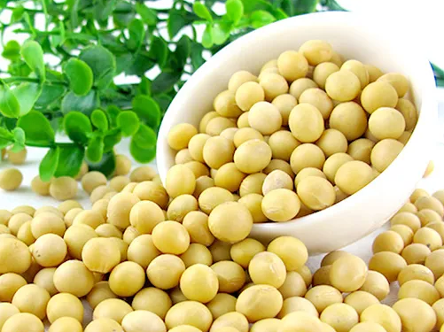 豆芽機怎么生長豆芽