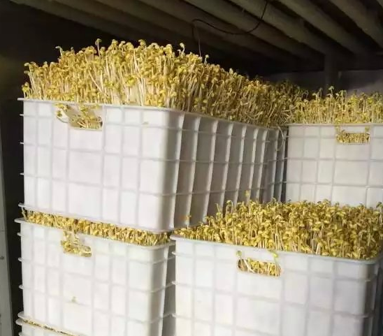 使用豆芽機生長黃豆芽方法