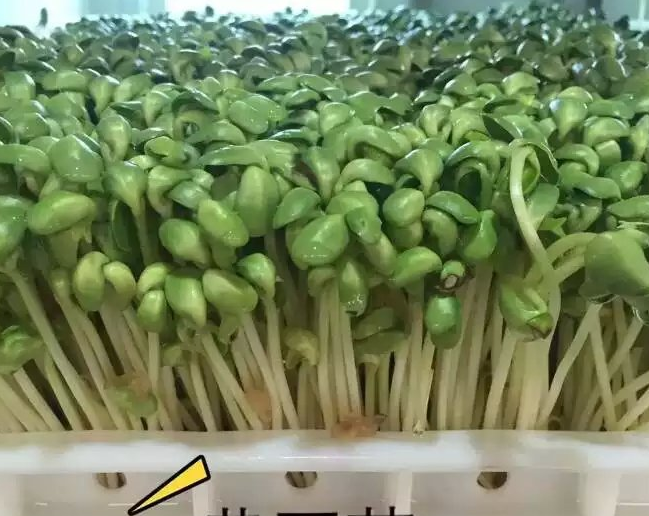 綠豆芽使用豆芽機怎么生長