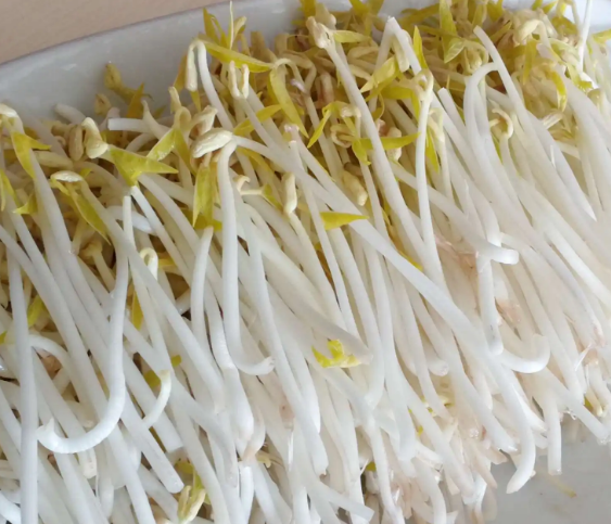 無公害豆芽機(jī)豆貴妃