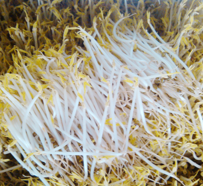 豆貴妃豆芽機生長豆芽