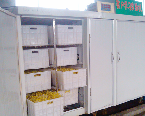 豆芽機怎么生長豆芽