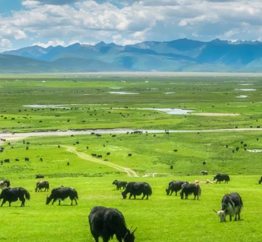 內蒙豆皮機做豆皮