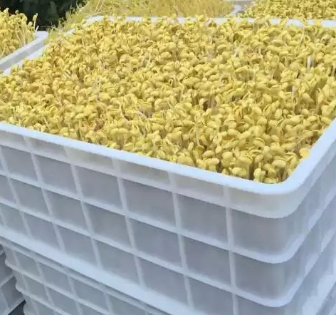 綠豆芽和黃豆芽怎么使用機(jī)器生產(chǎn)