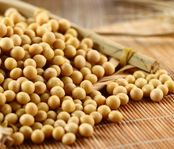 用豆腐機做豆腐，應該選用什么樣的大豆