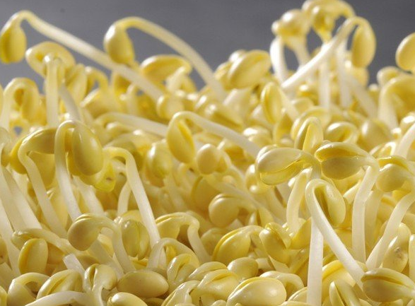 豆腐機老鐵看豆芽機