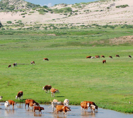 內(nèi)蒙豆腐機