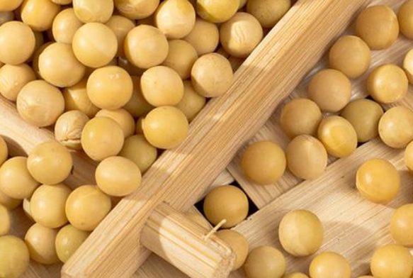 用豆芽機做豆芽應該用什么樣的大豆