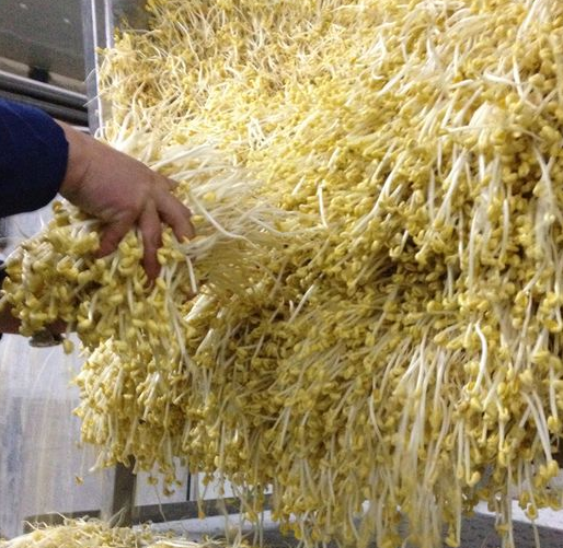 豆貴妃豆芽機做的豆芽