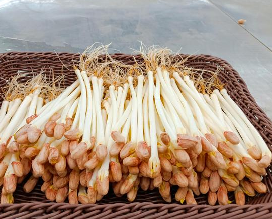 豆芽機(jī)能生產(chǎn)花生芽嗎