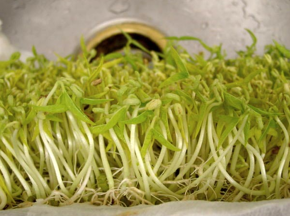 豆貴妃豆芽機怎么生產綠豆芽