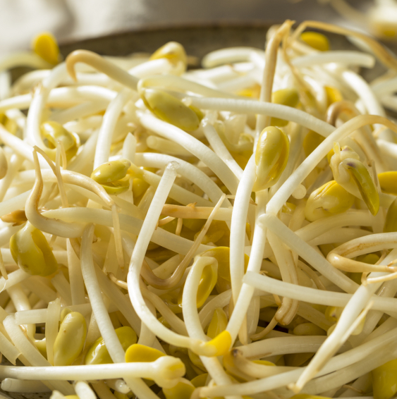 豆芽機怎么育芽